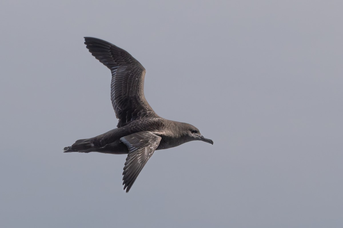 Sooty Shearwater - Walter Beyleveldt