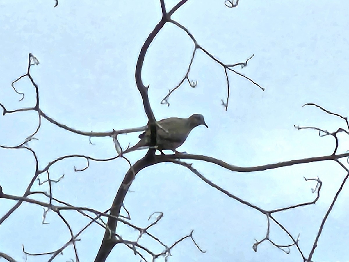 Spotted Dove - jason wu