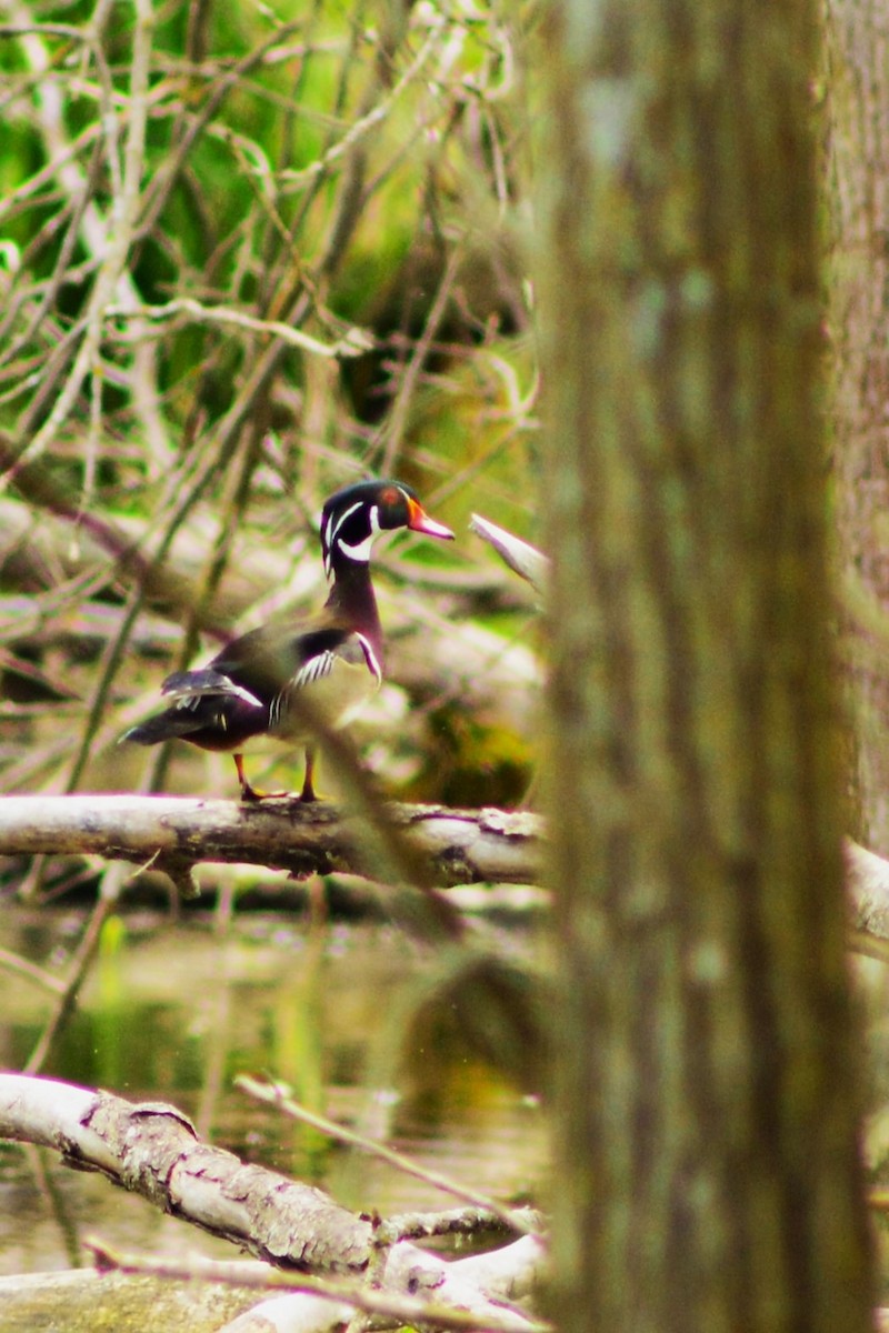 Wood Duck - Steve Kinsley