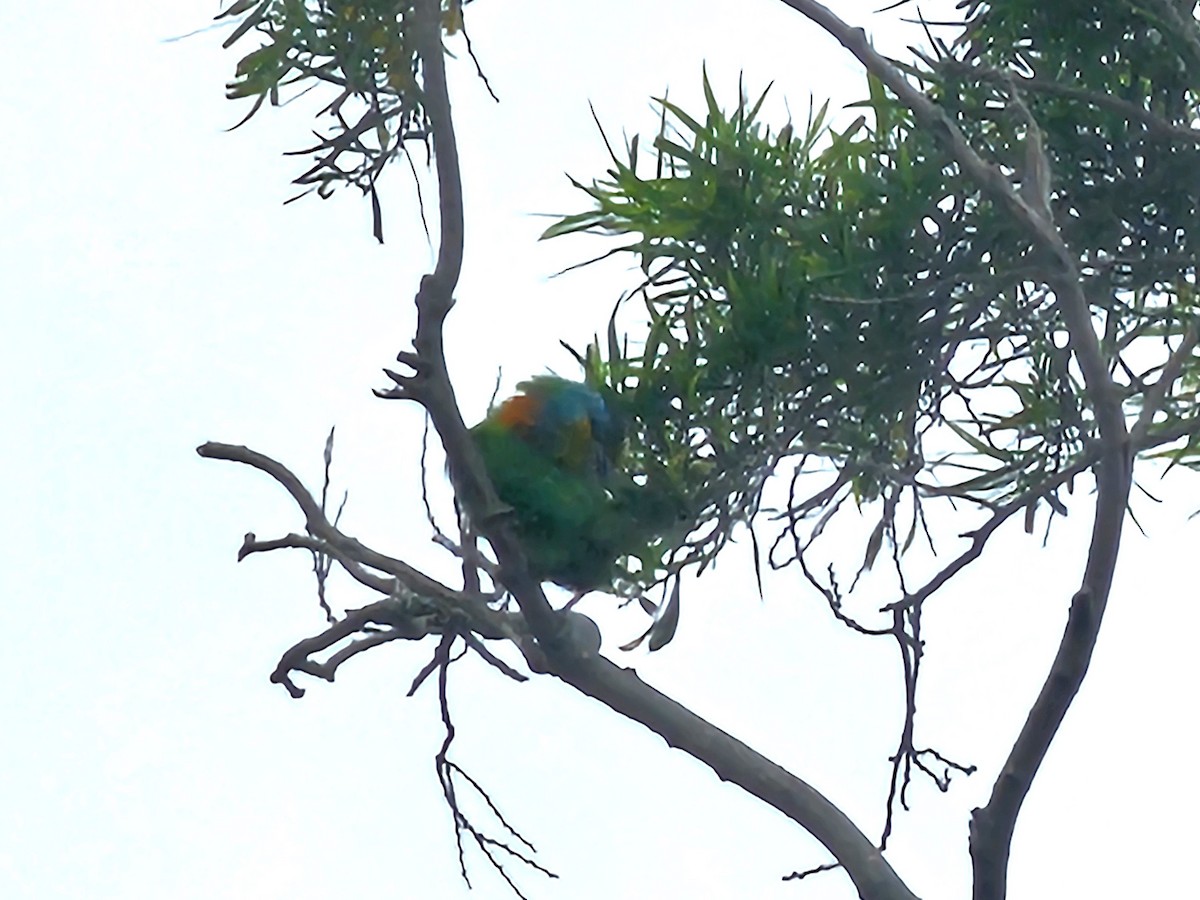 Taiwan Barbet - jason wu