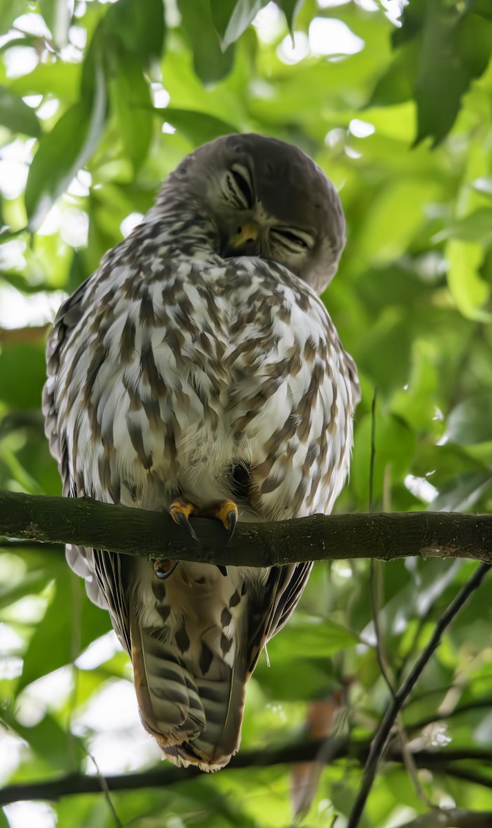 Barking Owl - ML619517987