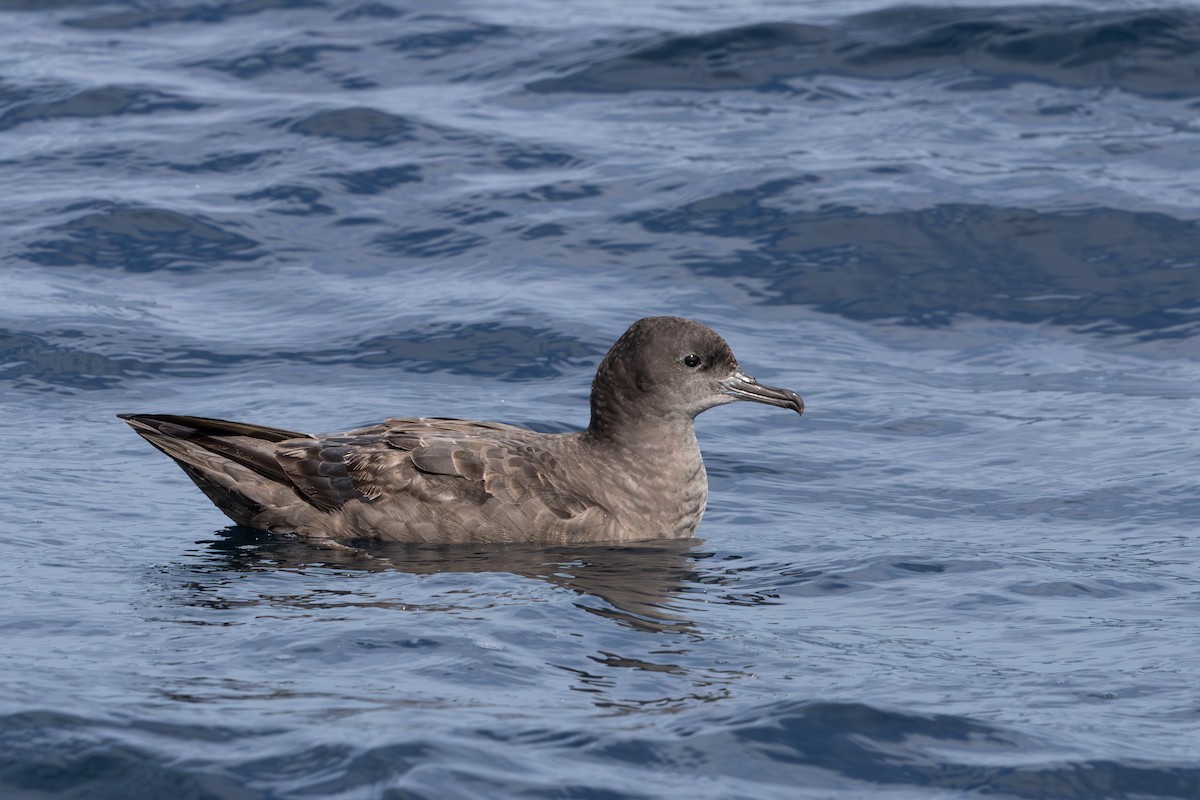 Sooty Shearwater - Walter Beyleveldt