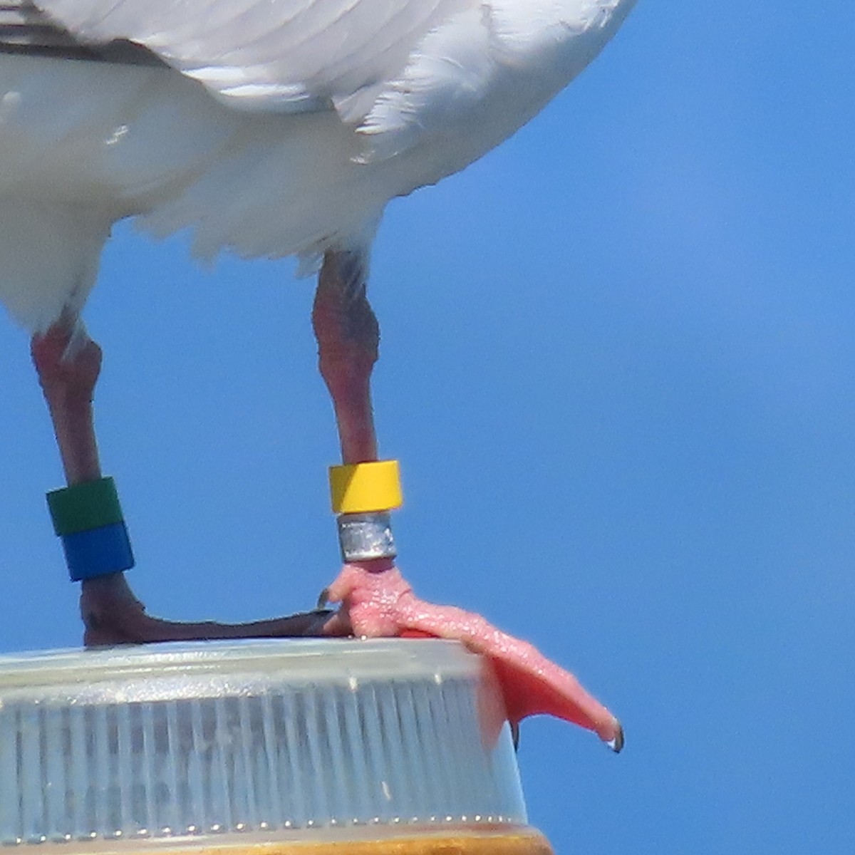 Glaucous-winged Gull - Suzanne Beauchesne