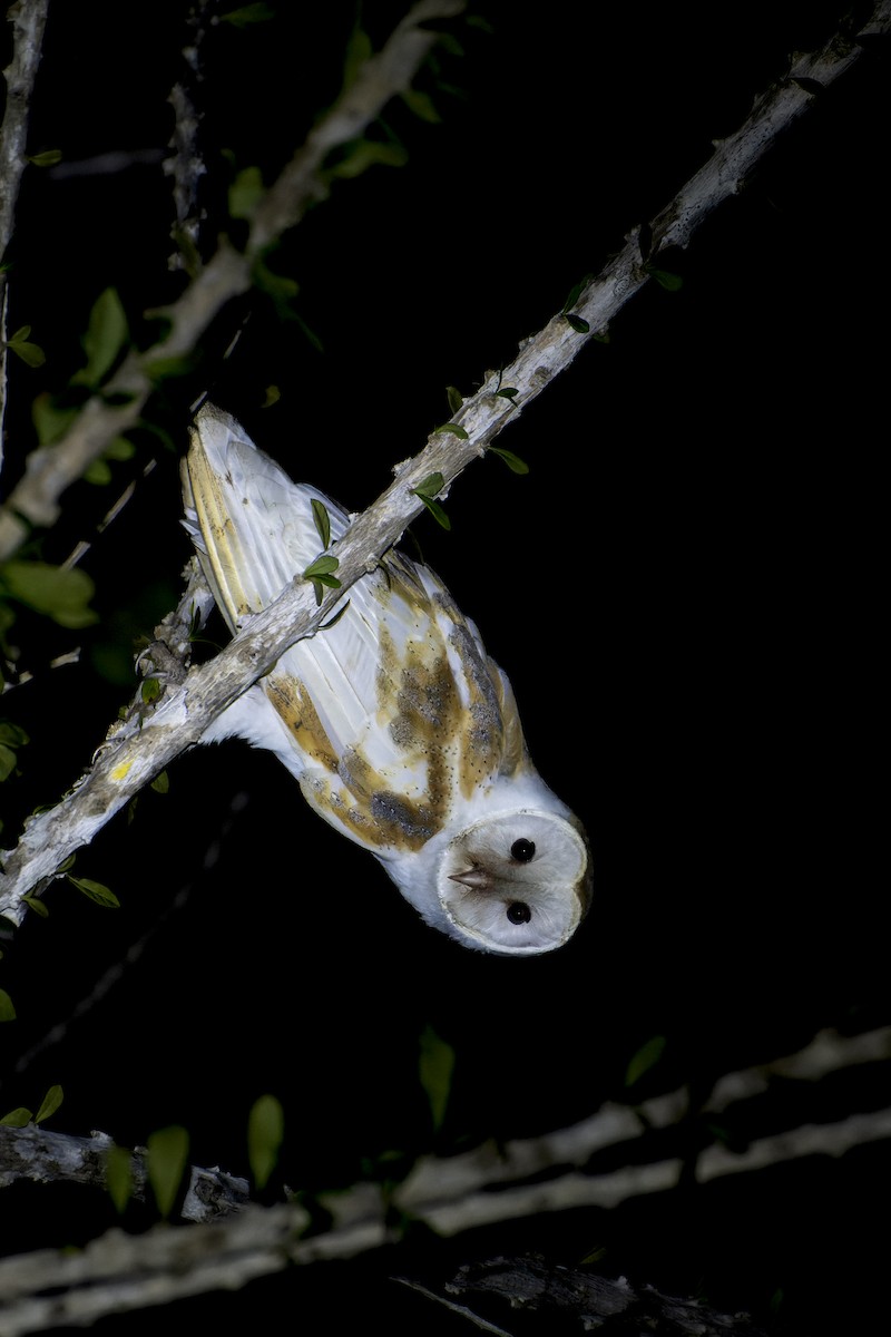 Barn Owl - José Alberto Pérez Hechavarría