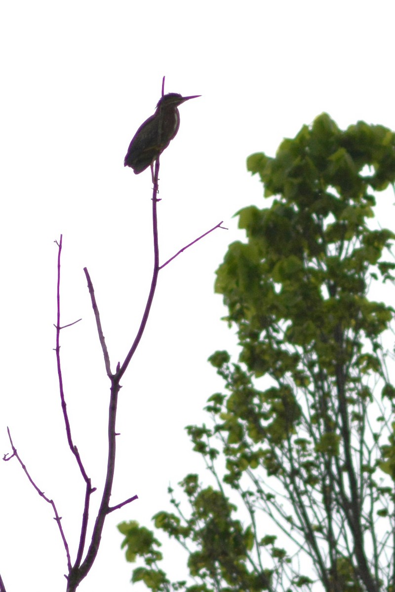 Green Heron - Steve Kinsley