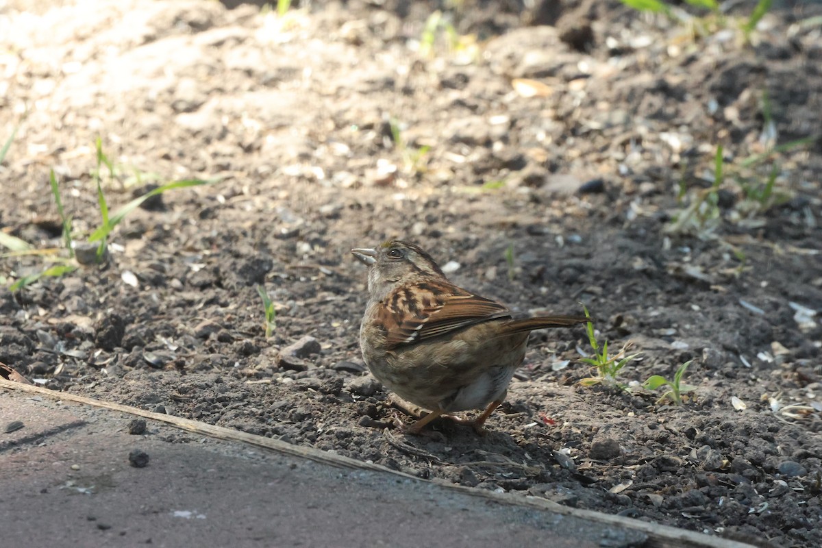 White-throated Sparrow - Kevin Zimmer