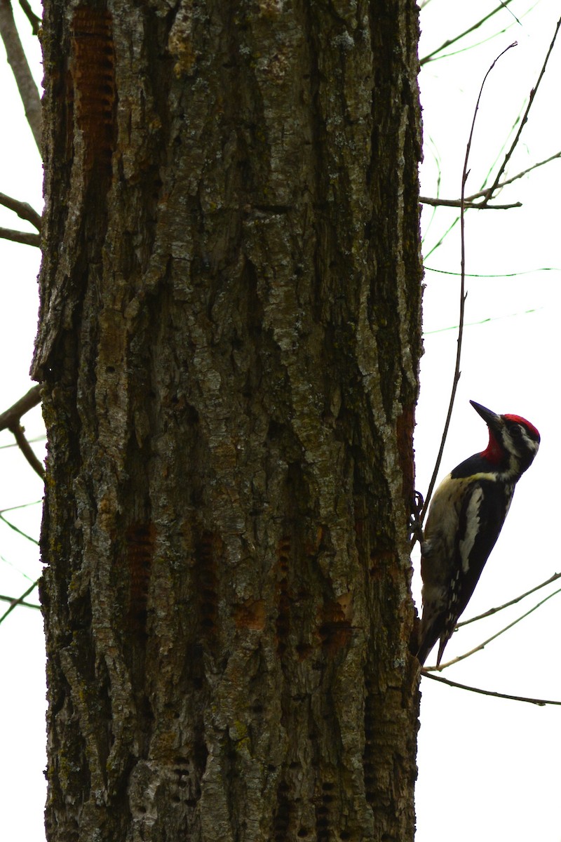 Yellow-bellied Sapsucker - Steve Kinsley