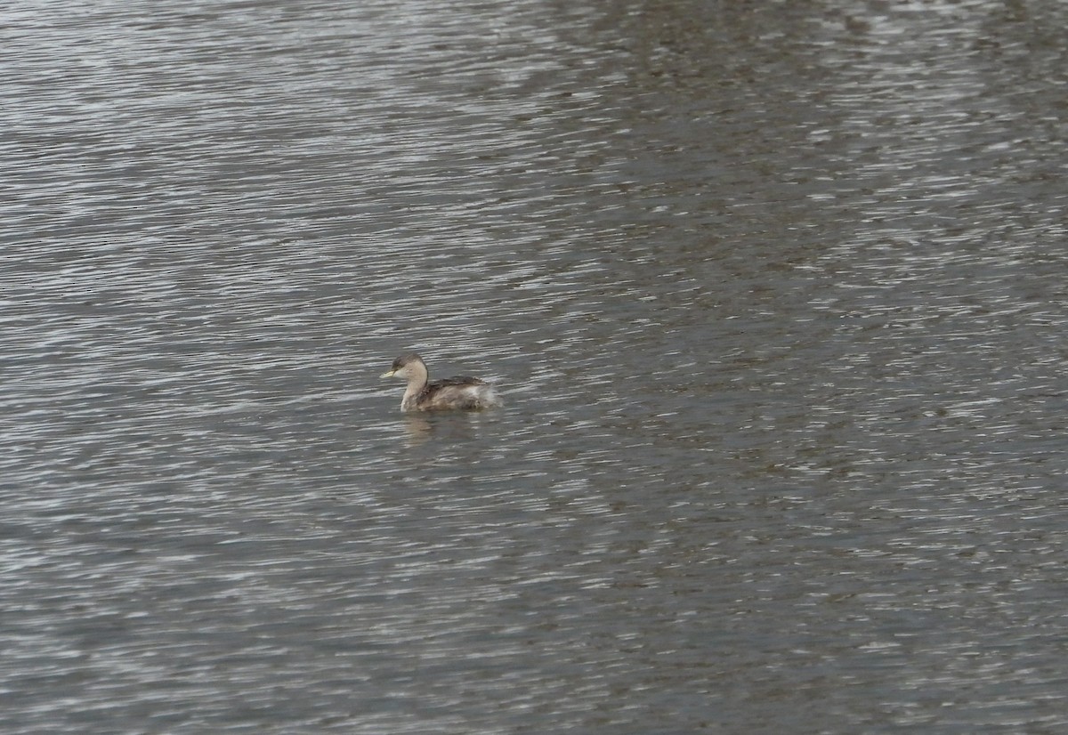 Hoary-headed Grebe - ML619518014