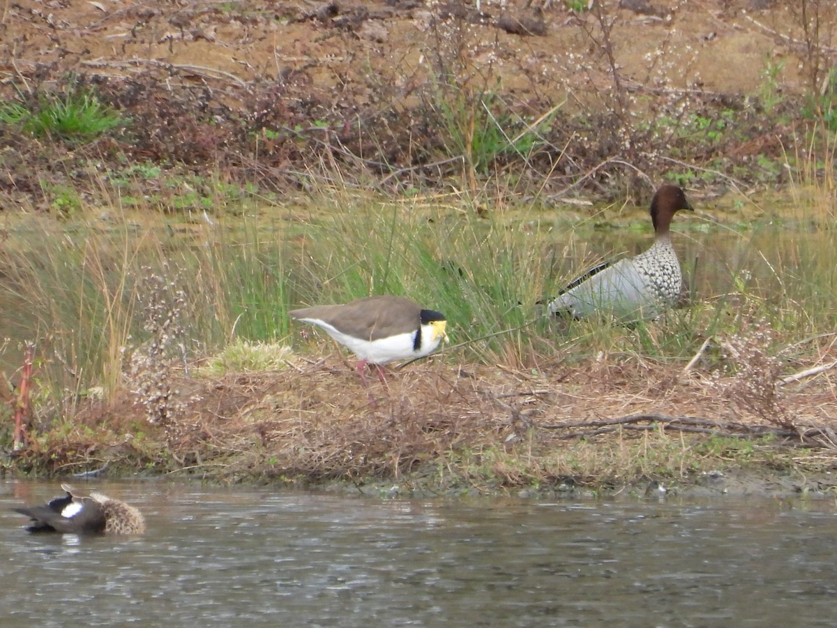 Masked Lapwing - Joanne Thompson