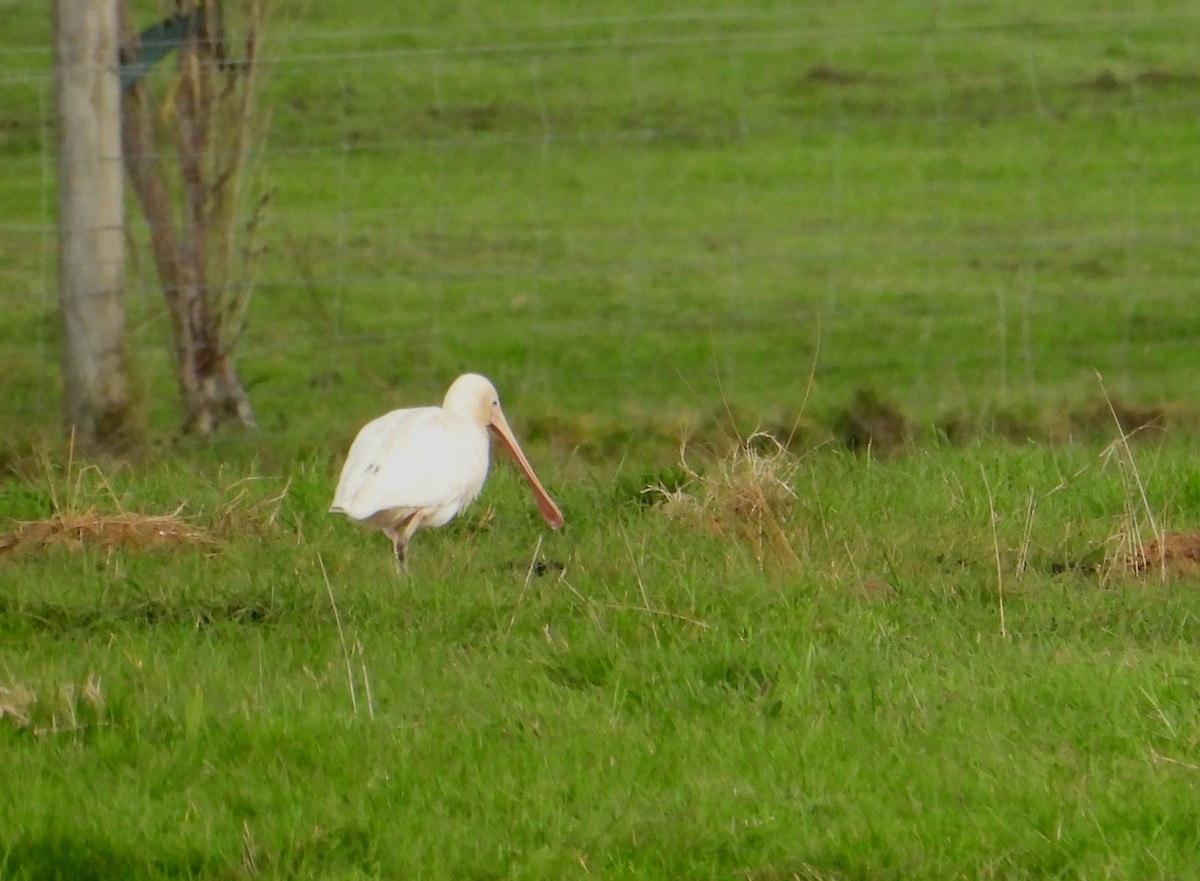 Yellow-billed Spoonbill - ML619518029