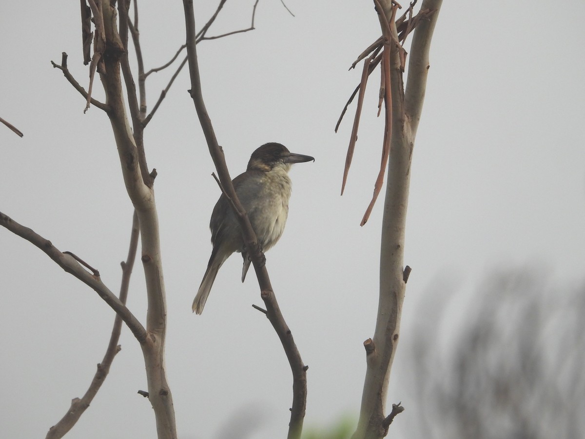 Gray Butcherbird - ML619518032