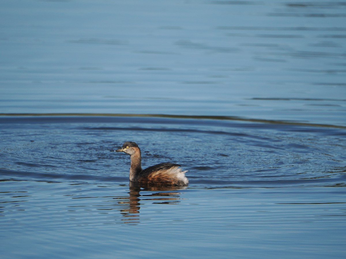 Australasian Grebe - Peter de Jongh