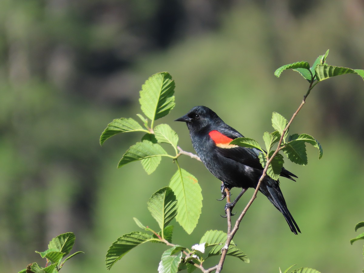 Red-winged Blackbird - Suzanne Beauchesne