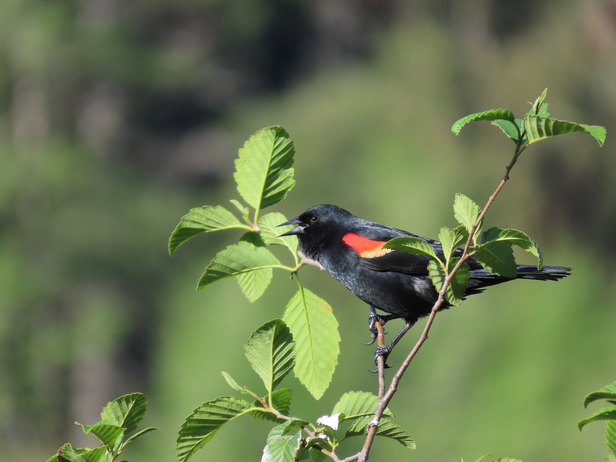 Red-winged Blackbird - Suzanne Beauchesne
