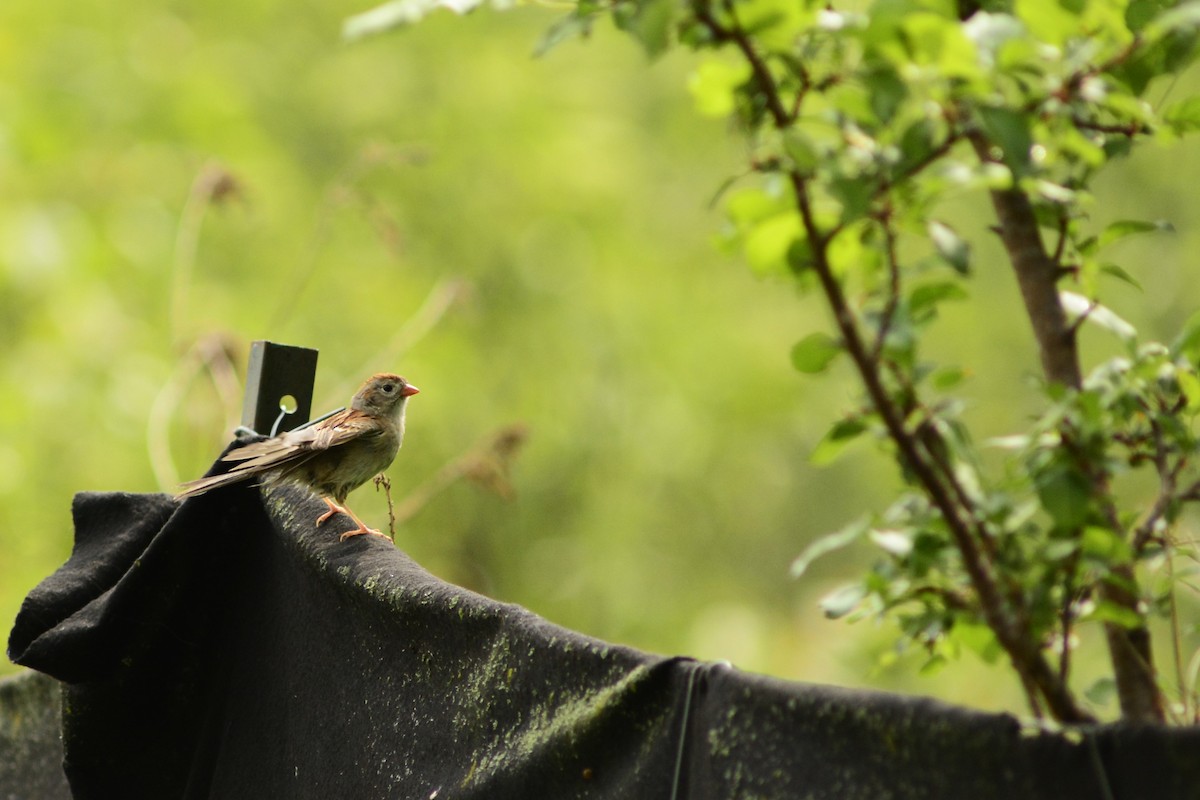 Field Sparrow - Steve Kinsley