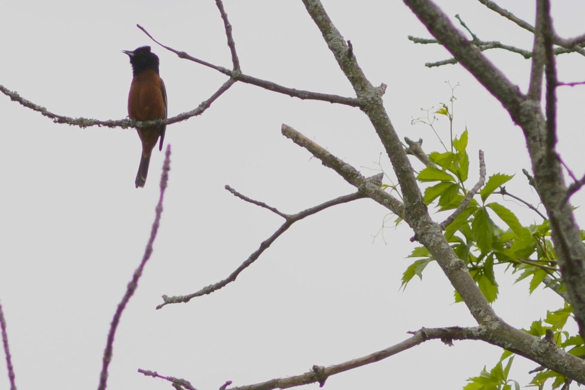 Orchard Oriole - Steve Kinsley