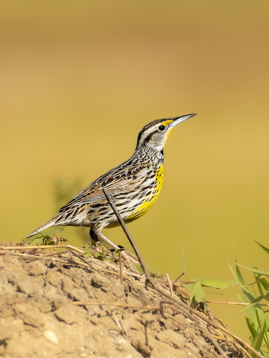 Eastern Meadowlark - José Alberto Pérez Hechavarría