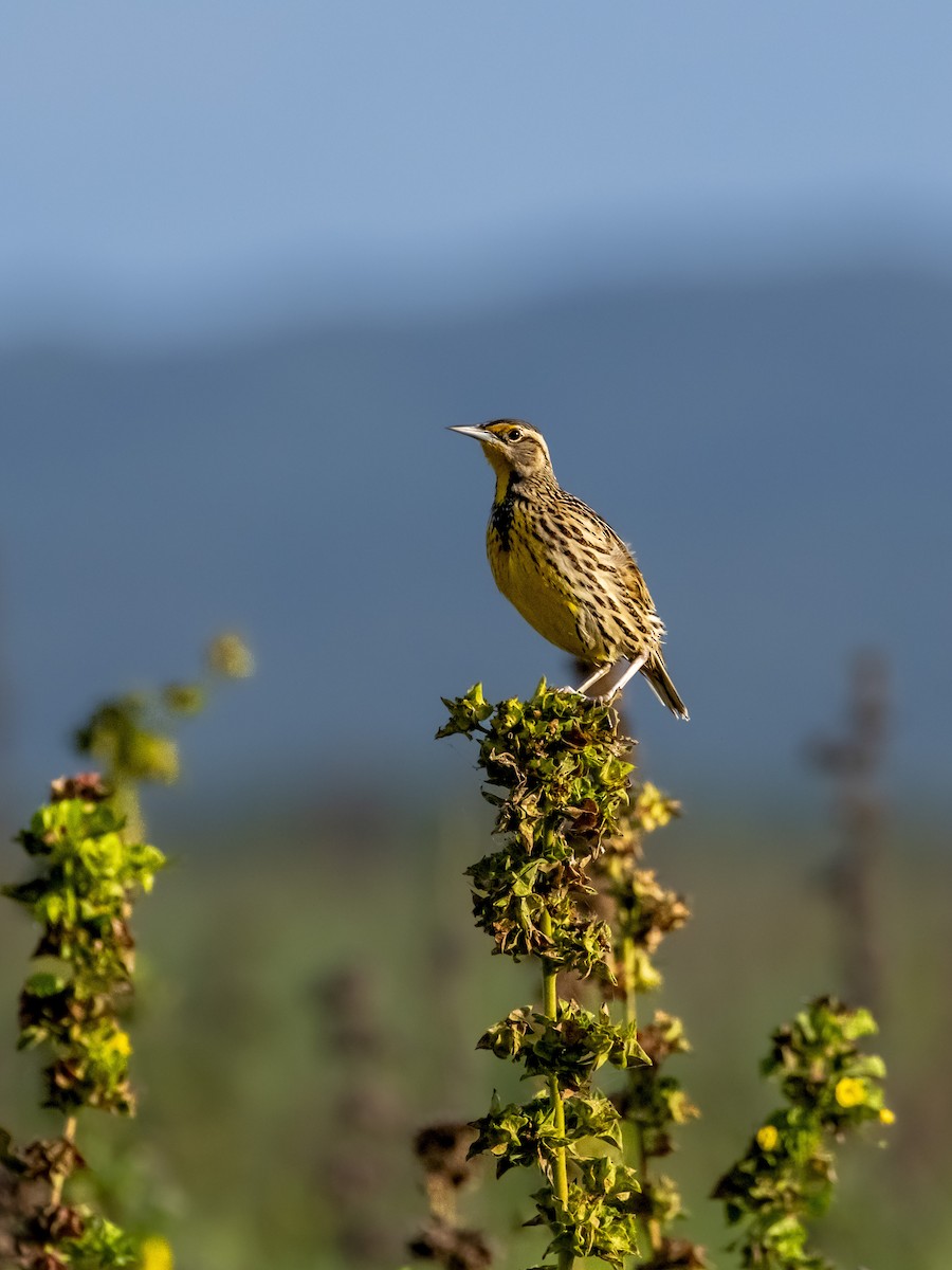 Eastern Meadowlark - José Alberto Pérez Hechavarría