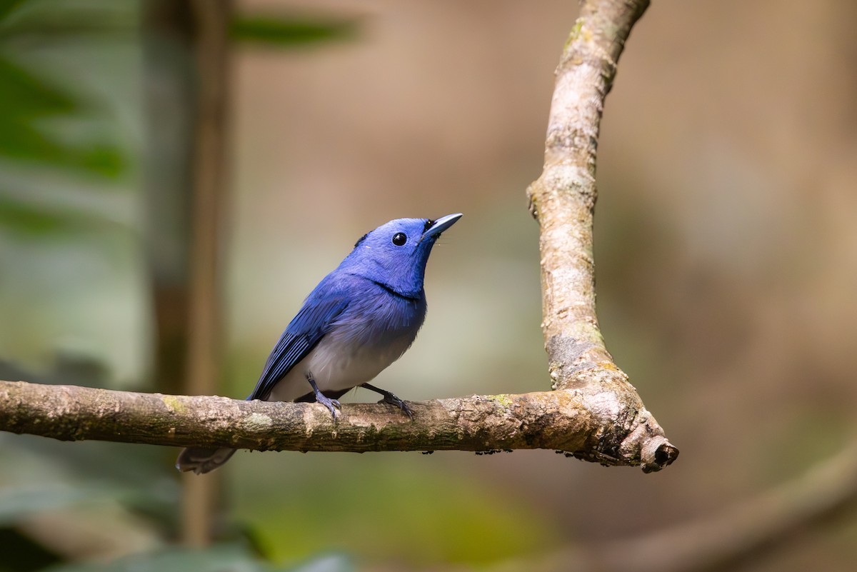 Black-naped Monarch - Carolien Hoek