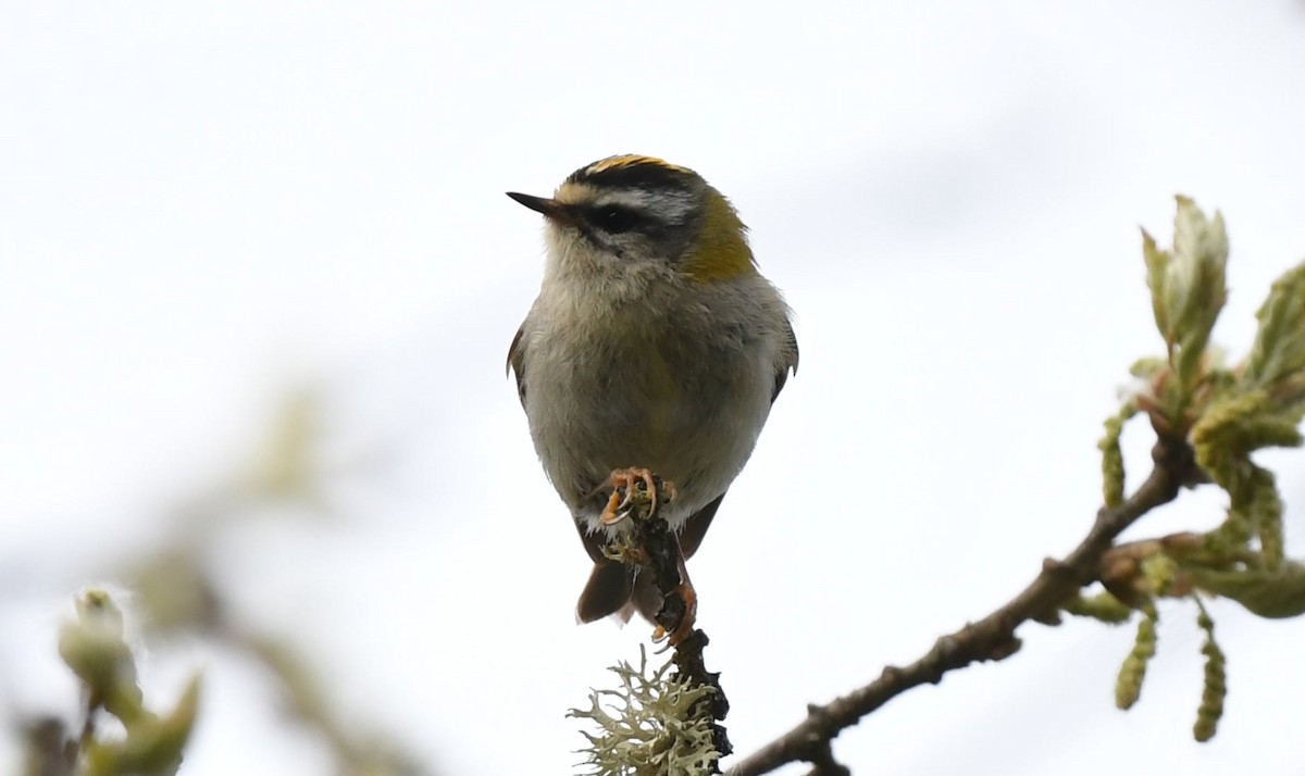 Common Firecrest - Susana B.