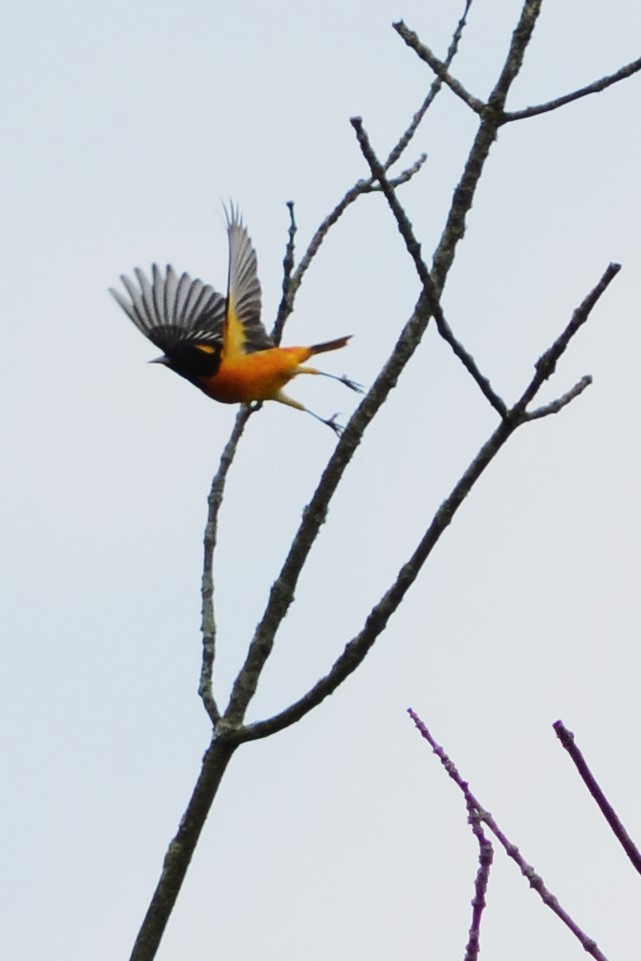 Baltimore Oriole - Steve Kinsley