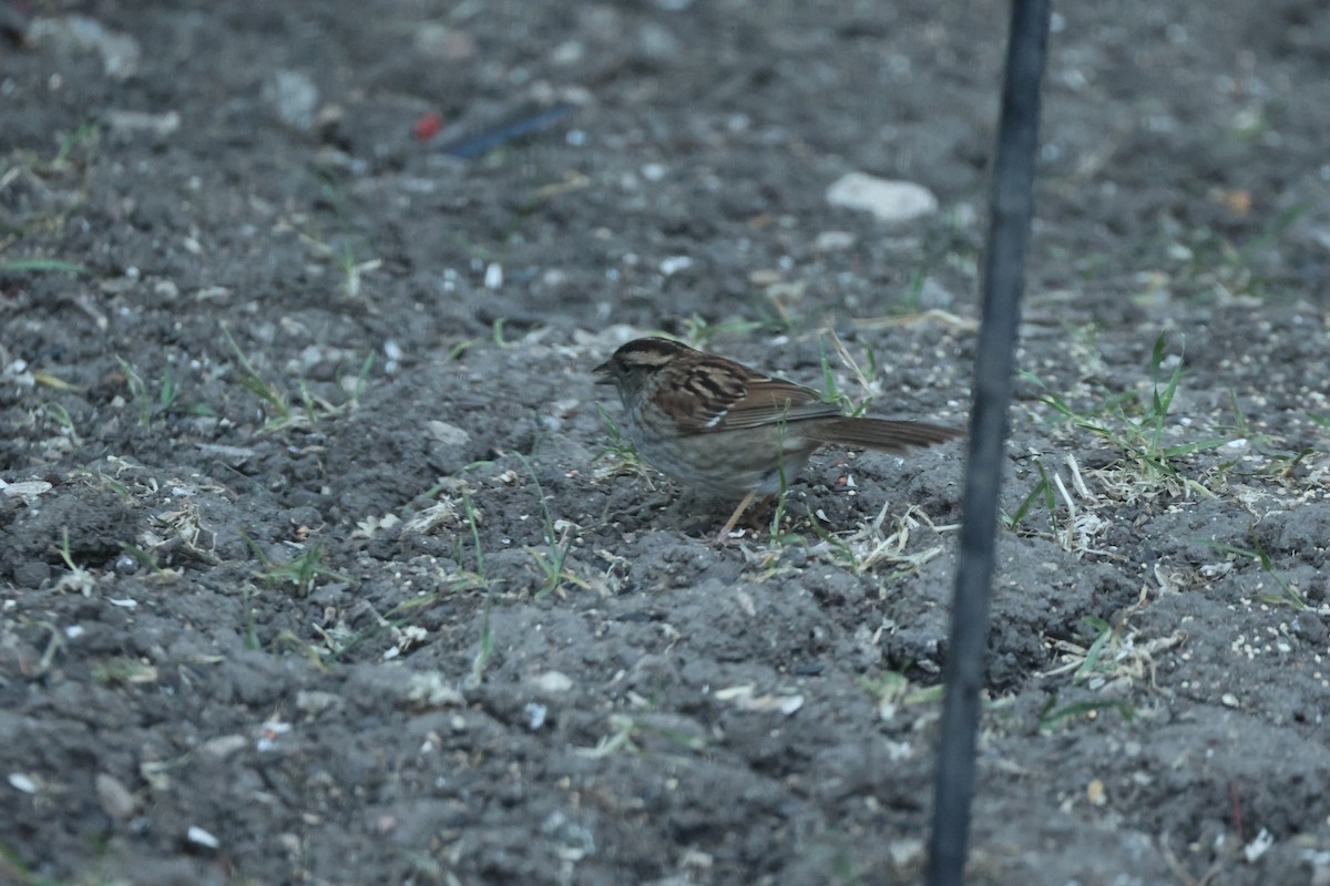 White-throated Sparrow - Kevin Zimmer