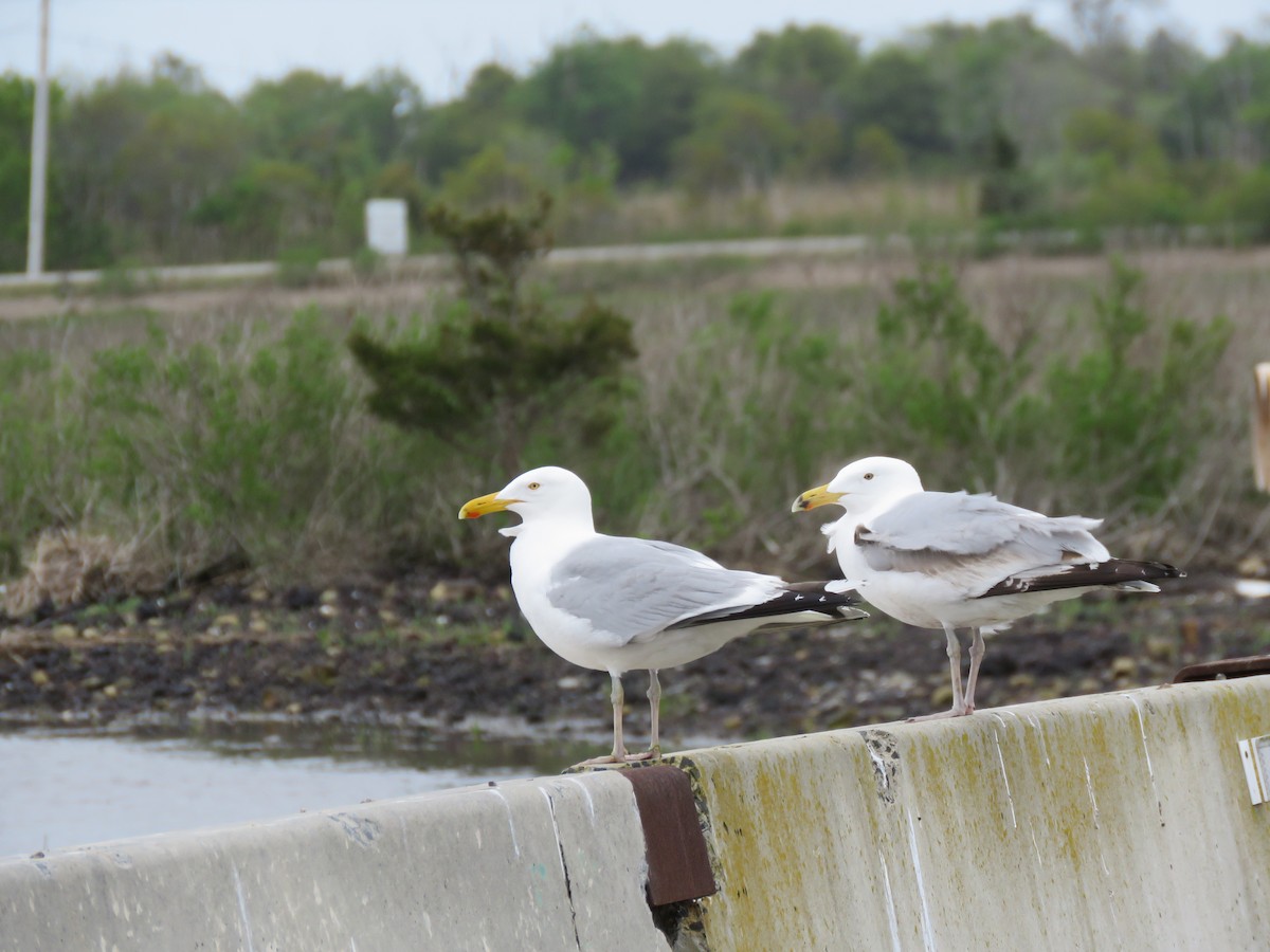 Herring Gull - Christine W.