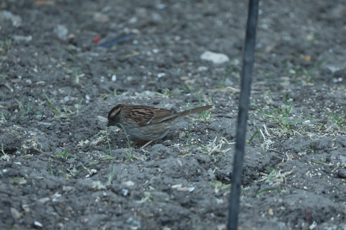 White-throated Sparrow - Kevin Zimmer