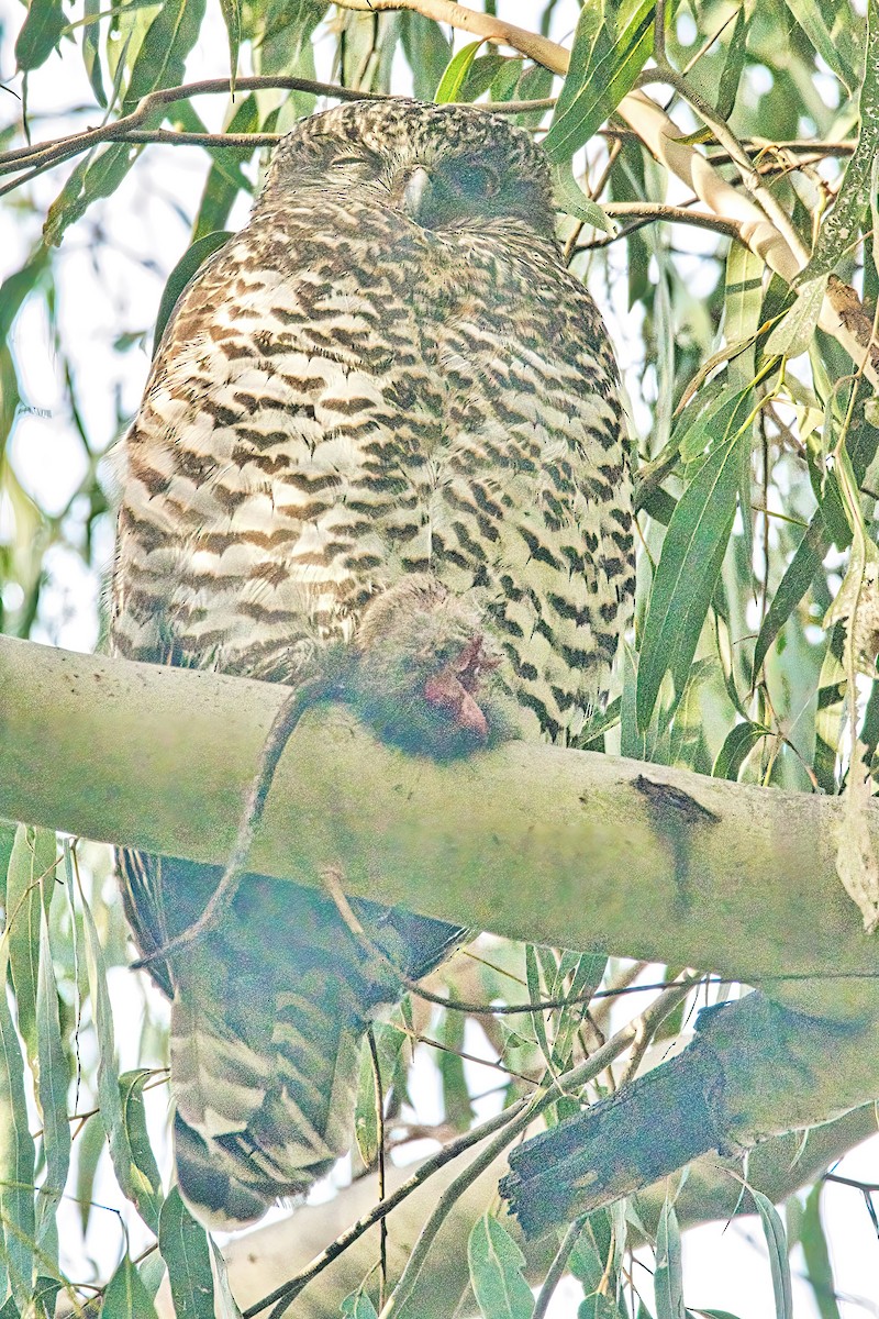 Powerful Owl - Alfons  Lawen