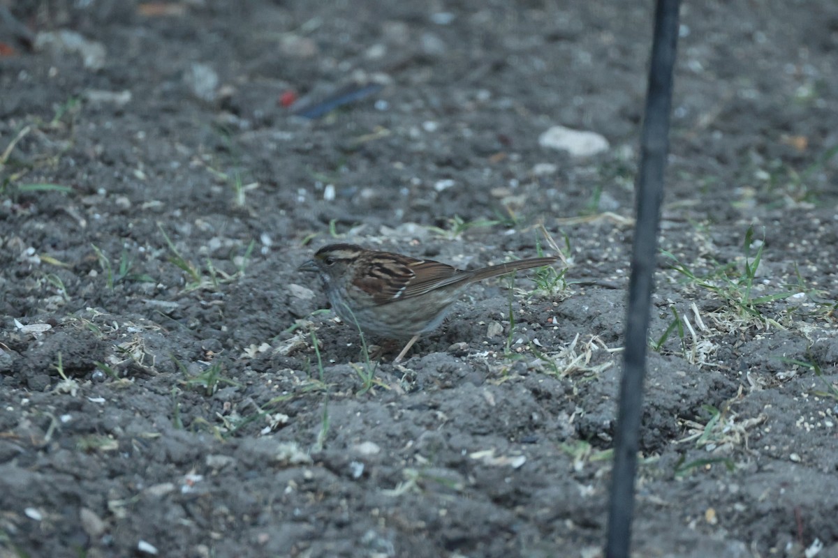 White-throated Sparrow - Kevin Zimmer