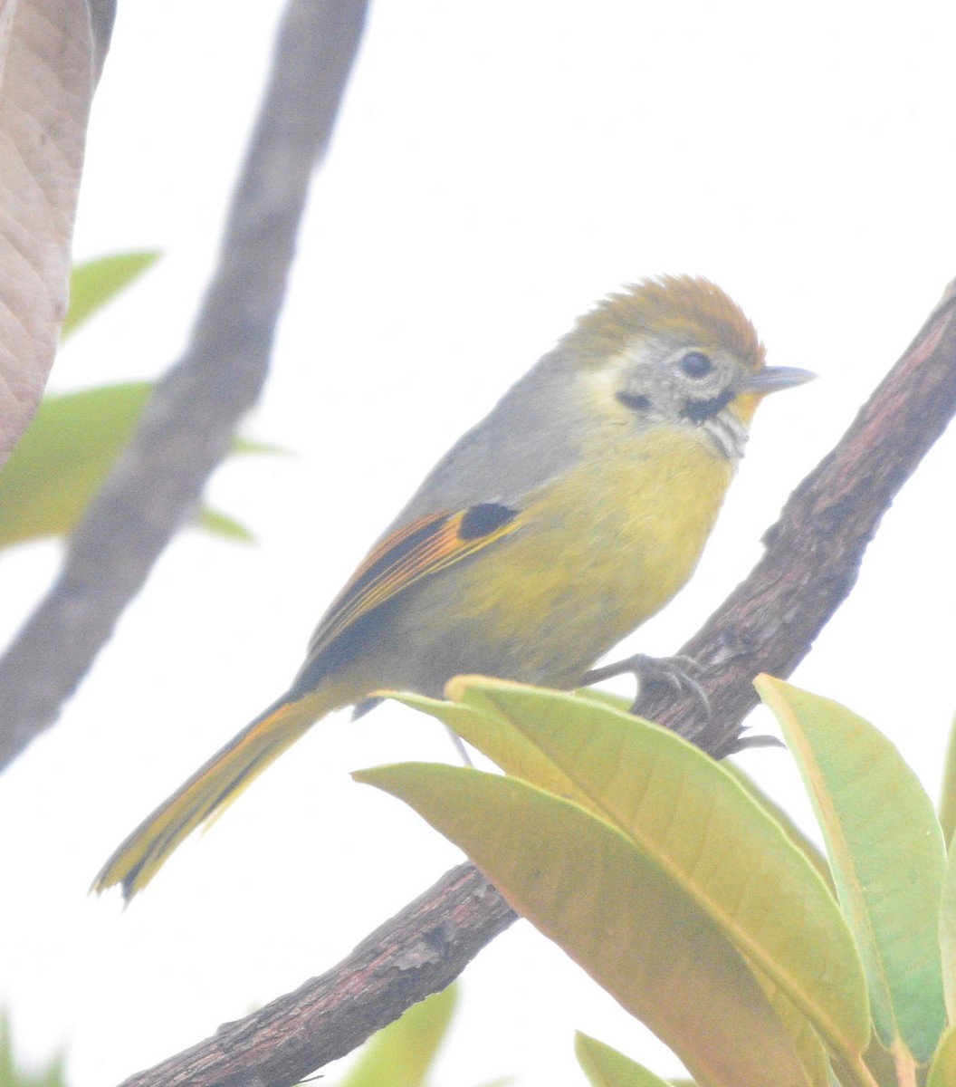 Chestnut-tailed Minla - Dibyendu Saha