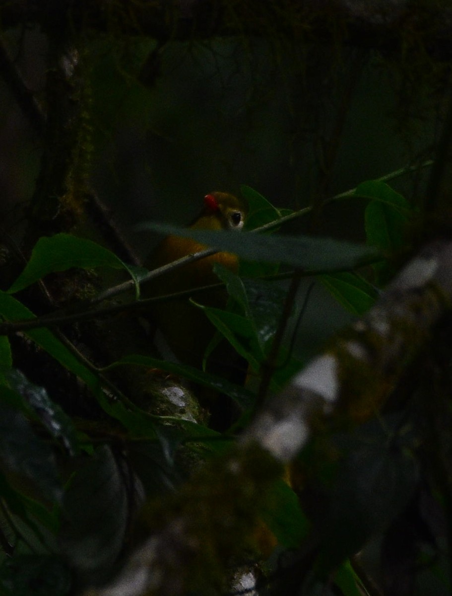 Red-billed Leiothrix - Dibyendu Saha