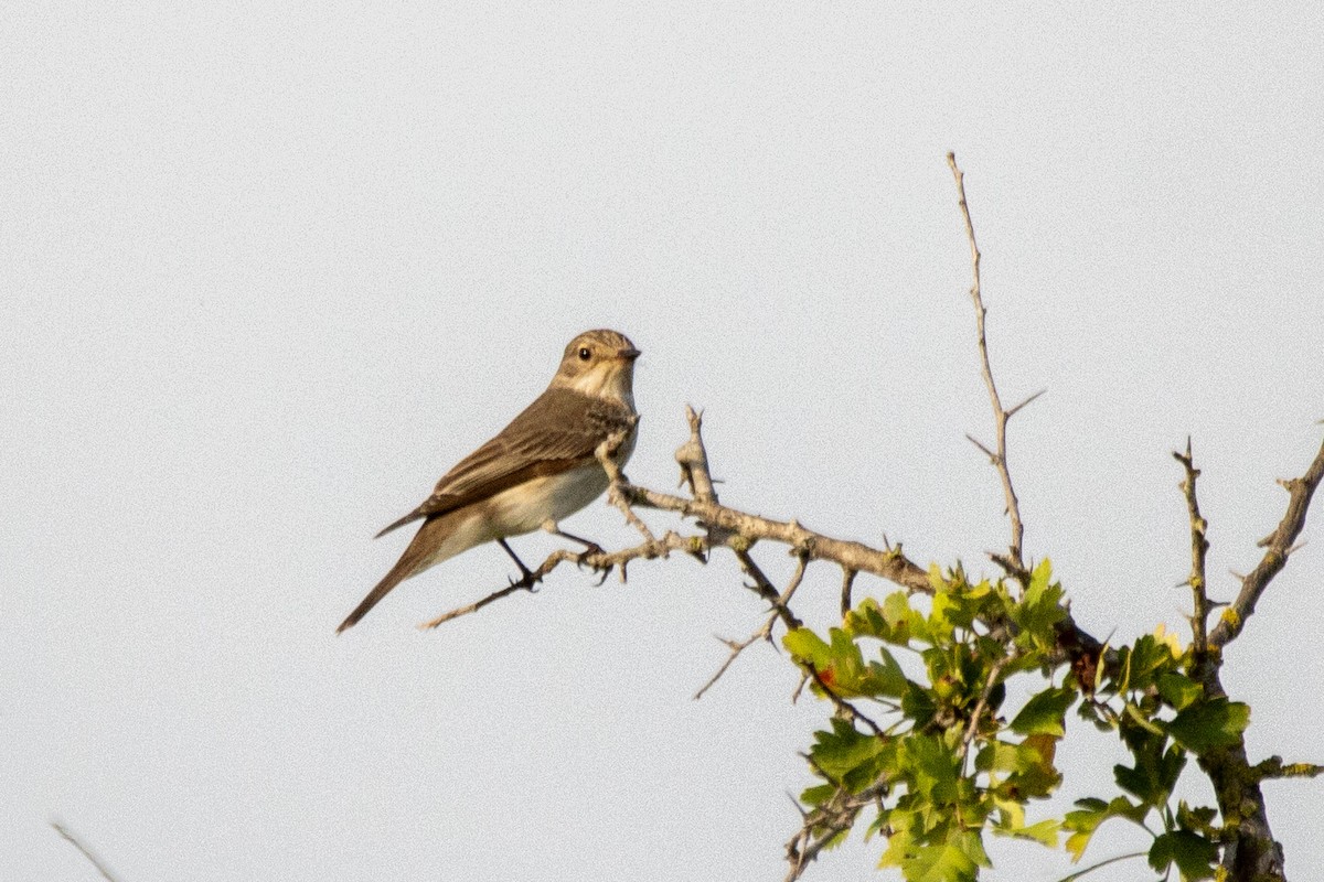 Spotted Flycatcher - YILMAZ TANIYICI