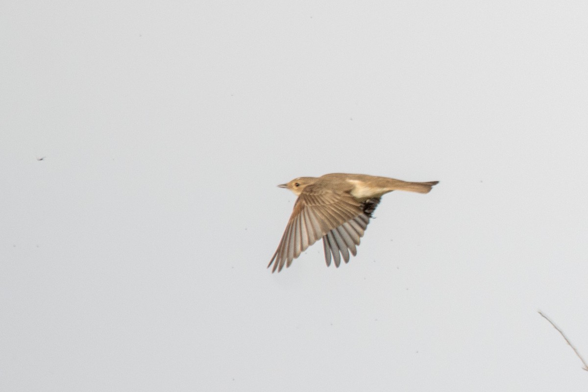 Spotted Flycatcher - ML619518077