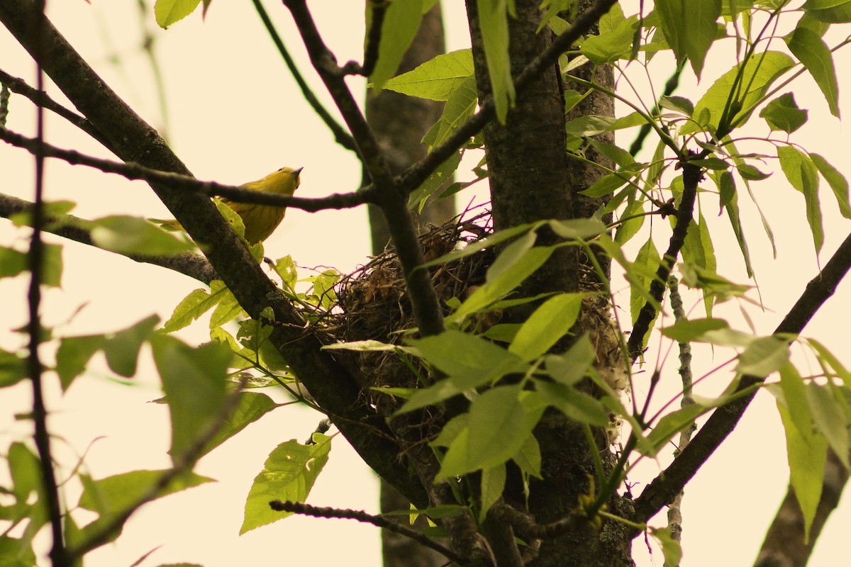 Yellow Warbler - Steve Kinsley