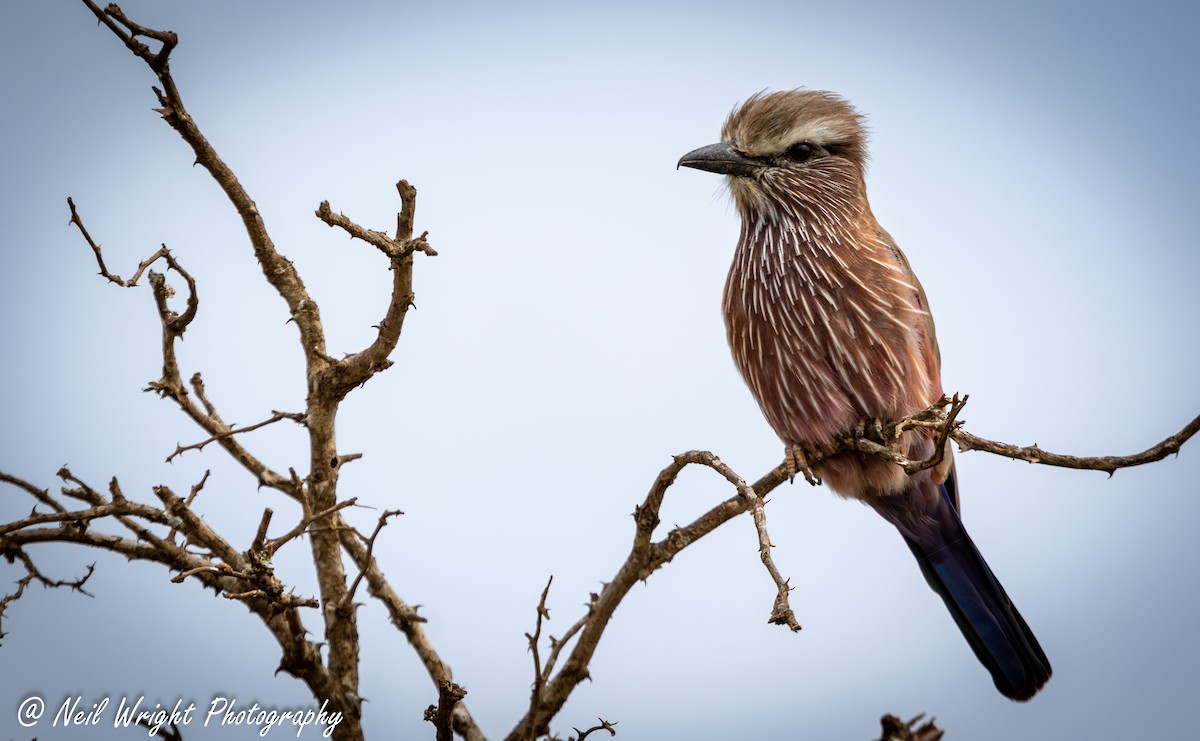 Rufous-crowned Roller - Neil Wright