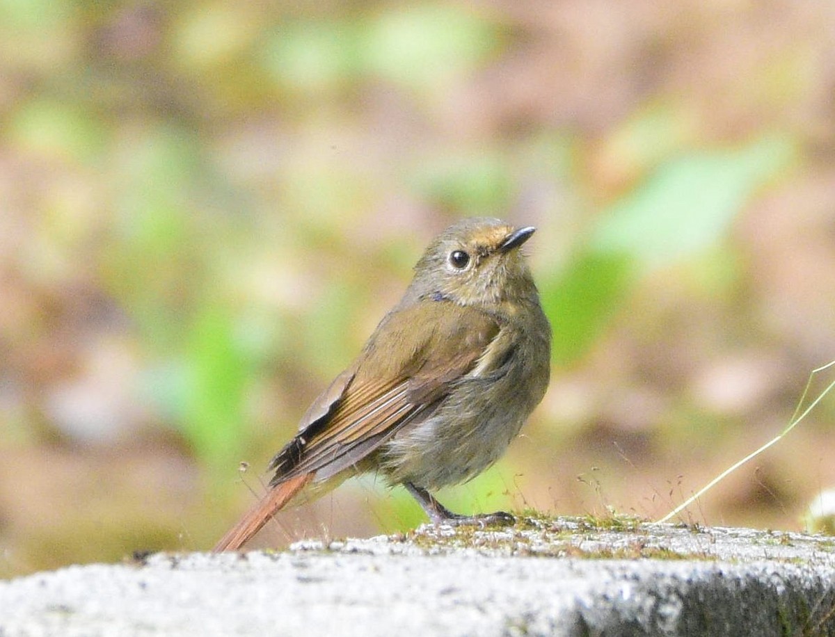 Small Niltava - Dibyendu Saha