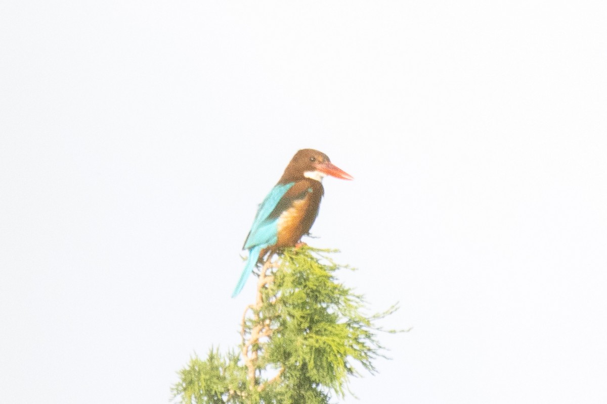 White-throated Kingfisher - YILMAZ TANIYICI
