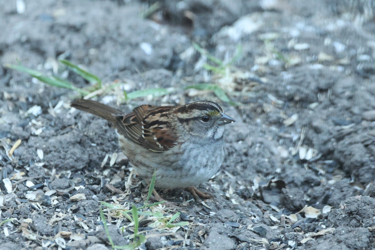 White-throated Sparrow - Kevin Zimmer