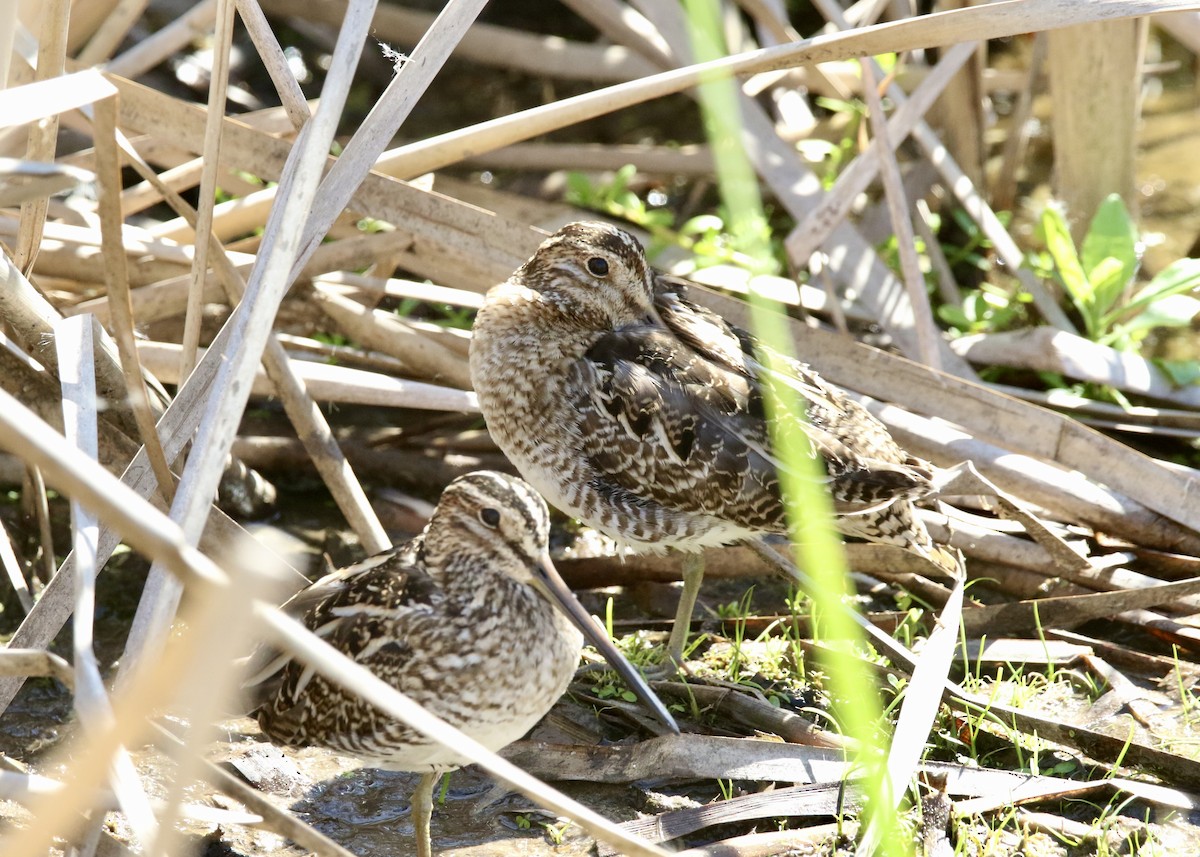 Wilson's Snipe - Dave Bengston