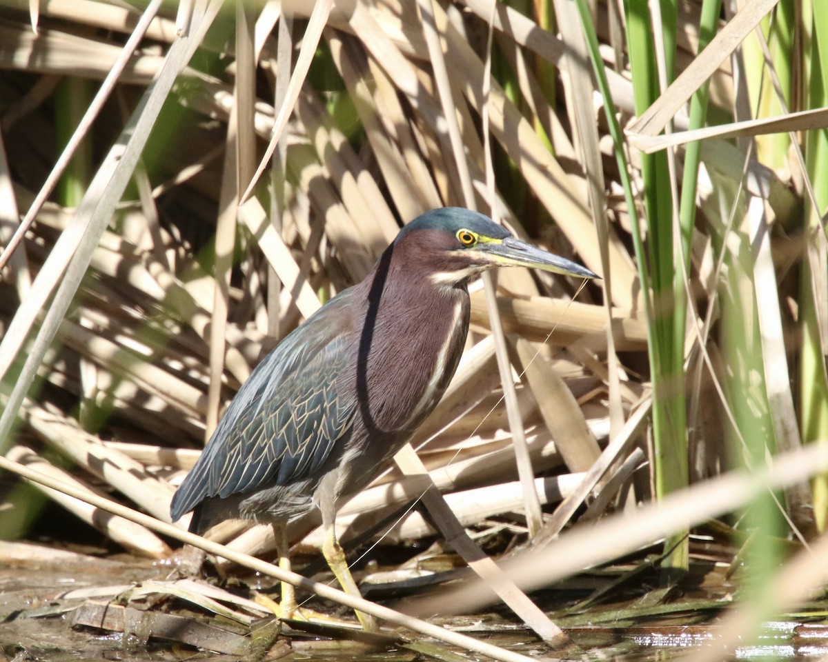 Green Heron - Dave Bengston