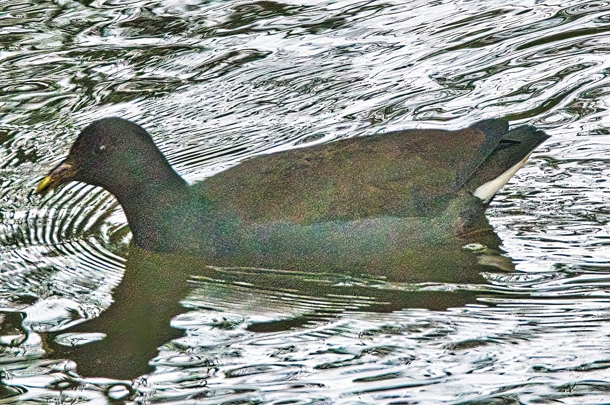 Dusky Moorhen - Alfons  Lawen