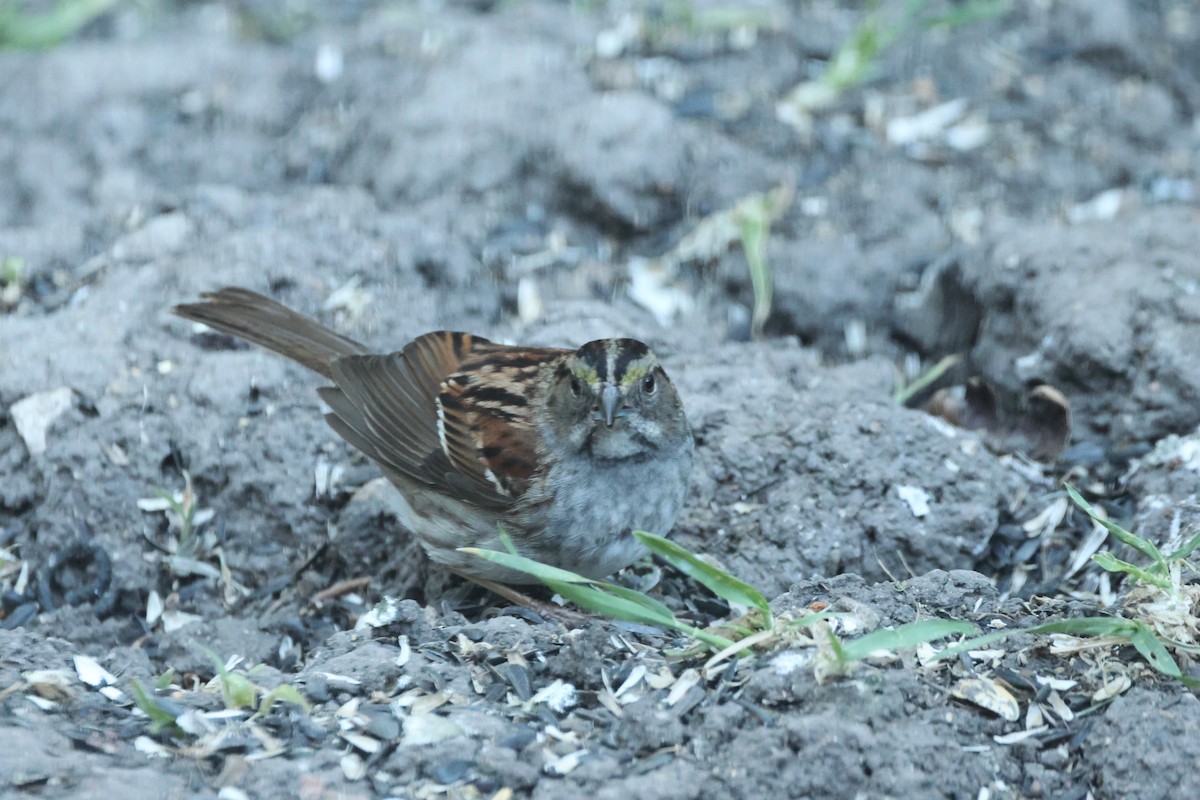 White-throated Sparrow - Kevin Zimmer