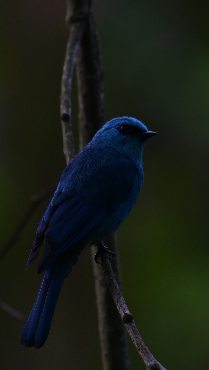 Verditer Flycatcher - Dibyendu Saha