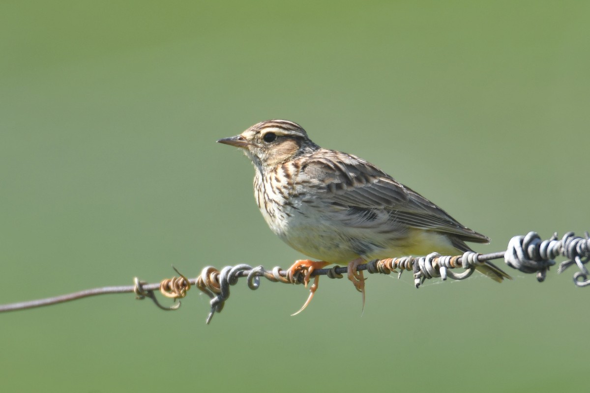 Wood Lark - Otto Pfister