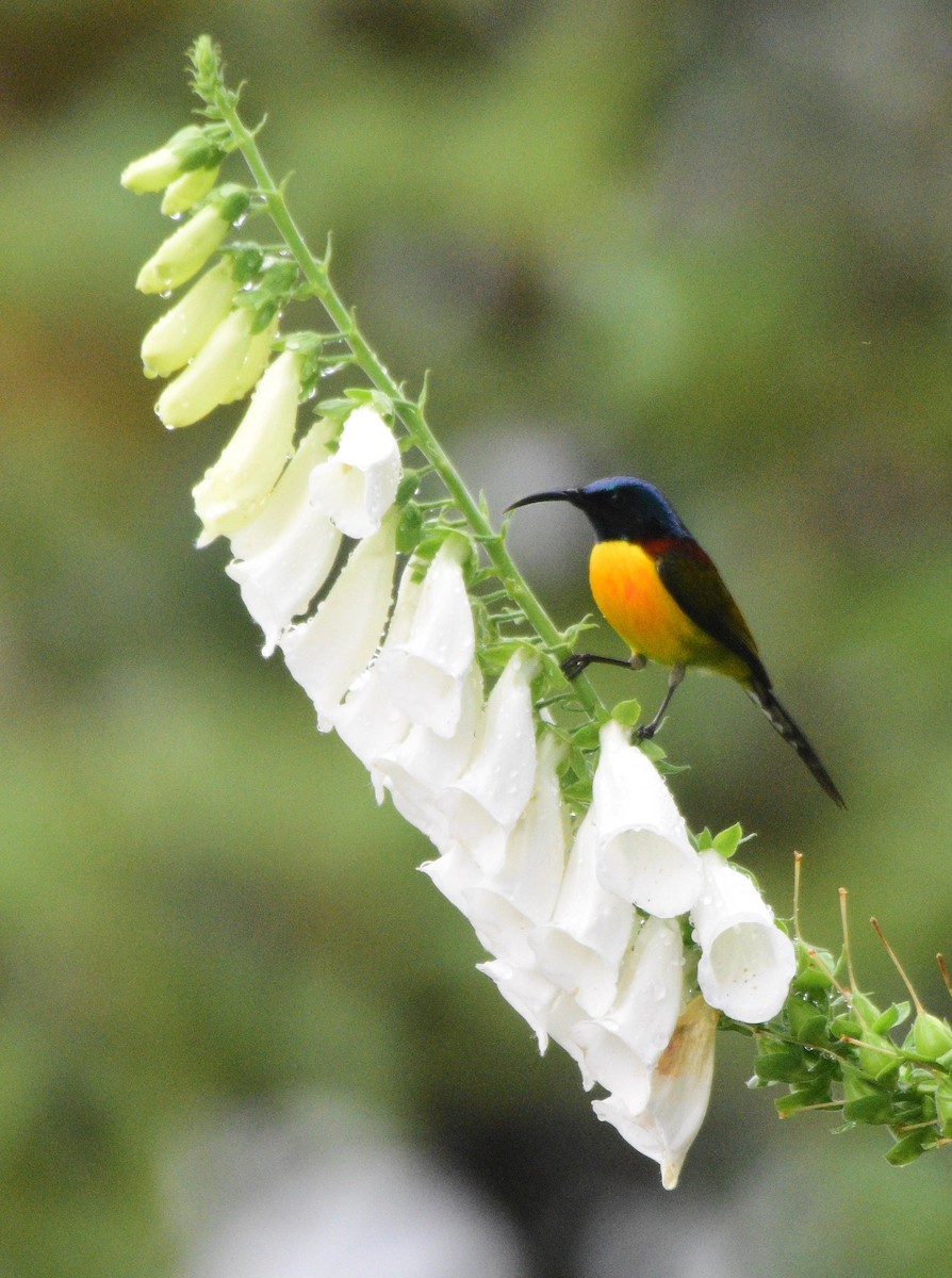 Green-tailed Sunbird - ML619518101