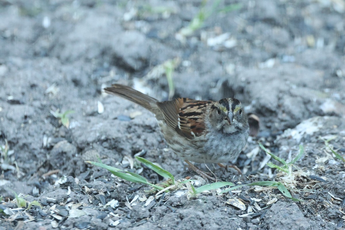 White-throated Sparrow - Kevin Zimmer