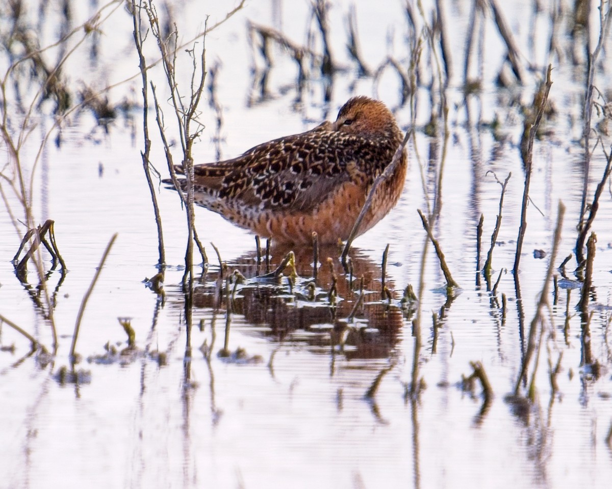 Long-billed Dowitcher - Frank Letniowski