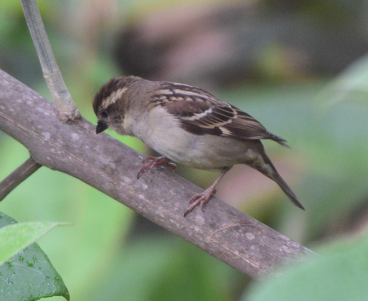 Russet Sparrow - Dibyendu Saha