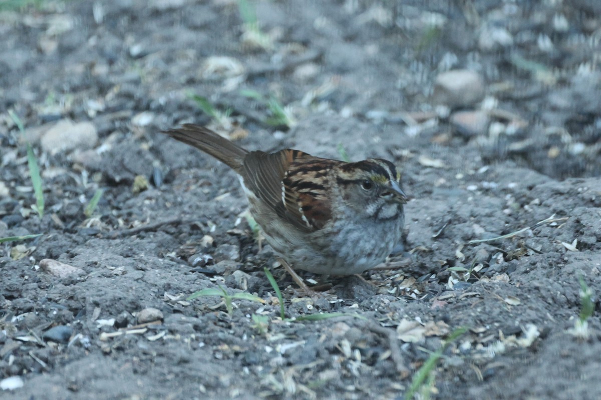 White-throated Sparrow - Kevin Zimmer